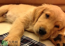 狂犬病會傳染嗎？狂犬病會學(xué)狗叫嗎