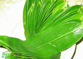 粽葉有幾種？粽葉哪種好？