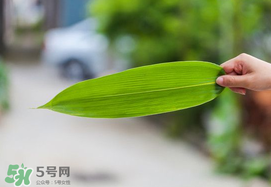 粽葉有幾種？粽葉哪種好？