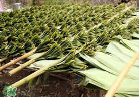 粽葉是干的好還是新鮮的好？干棕葉好還是新鮮棕葉好？