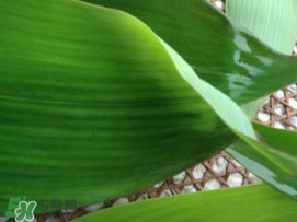 粽子葉要泡多久？粽子葉怎么泡？