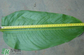 粽子葉要泡多久？粽子葉怎么泡？