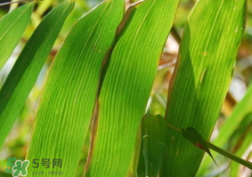 粽子葉要泡多久？粽子葉怎么泡？