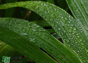 粽子葉怎么保存？粽葉怎么保存？