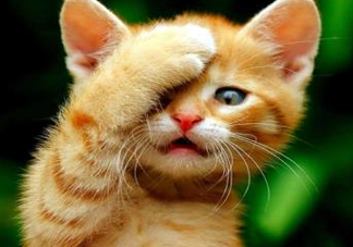 被貓抓傷會(huì)得狂犬病嗎？被貓咬了會(huì)得狂犬病嗎