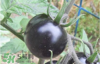 黑番茄怎么種植？黑番茄種植技術(shù)