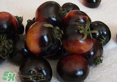 黑番茄能生吃嗎？黑番茄可以生吃嗎