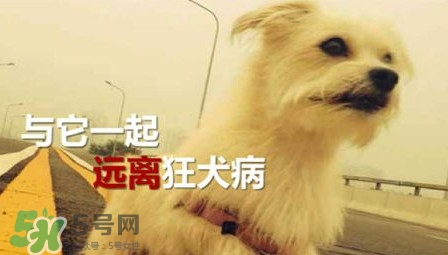 狂犬病能治好嗎？狂犬病的早期癥狀