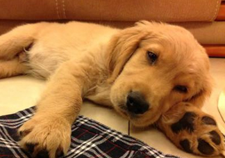 狂犬病是通過什么傳播的？狂犬病傳播途徑有哪些