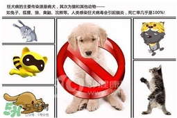狂犬病是通過(guò)什么傳播的？狂犬病傳播途徑有哪些