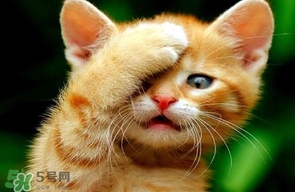 被貓抓傷會得狂犬病嗎？被貓咬了會得狂犬病嗎