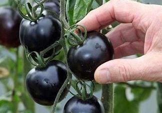 黑番茄種子哪里有賣 黑番茄多少錢(qián)一斤2022