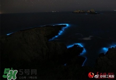 浙江多地驚現(xiàn)藍(lán)眼淚現(xiàn)象 藍(lán)眼淚是什么？