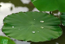 粽葉可以用什么代替？粽子葉可以用什么代替？