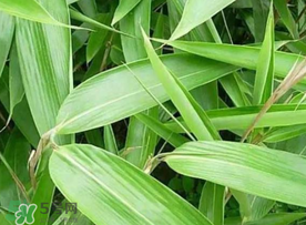 粽葉可以用什么代替？粽子葉可以用什么代替？