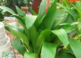 粽葉可以用什么代替？粽子葉可以用什么代替？