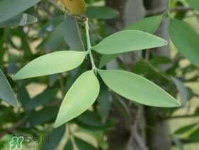 粽葉可以用什么代替？粽子葉可以用什么代替？