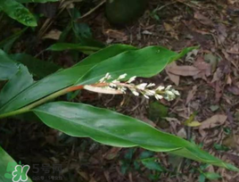 粽葉可以用什么代替？粽子葉可以用什么代替？