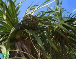 粽葉可以用什么代替？粽子葉可以用什么代替？