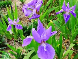 粽葉可以用什么代替？粽子葉可以用什么代替？