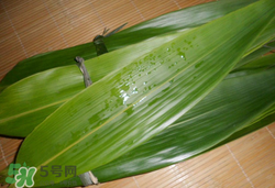 粽葉可以放冰箱嗎？粽葉能放冰箱嗎？