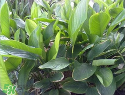 粽子葉能冷凍嗎？粽子葉放冰箱冷藏還是冷凍？