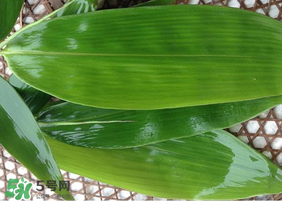 新鮮粽葉怎么保存？新鮮的粽子葉怎么保存？