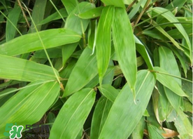 新鮮粽葉怎么保存？新鮮的粽子葉怎么保存？