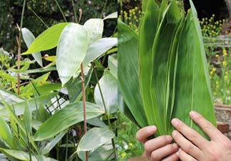 新鮮粽葉怎么保存？新鮮的粽子葉怎么保存？