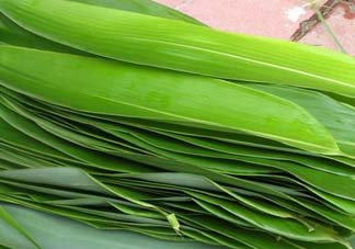 如何挑選粽葉？粽子葉怎么選？