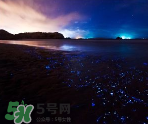 浙江多地驚現(xiàn)藍(lán)眼淚現(xiàn)象 藍(lán)眼淚是什么？