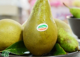 比利時啤梨要削皮嗎？比利時啤梨怎么放軟