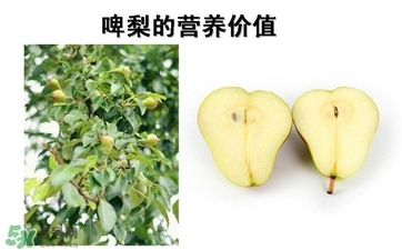 青啤梨要放軟了吃嗎？啤梨放軟了才能吃嗎？