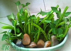 空心菜可以水養(yǎng)嗎？空心菜可以種在水里嗎