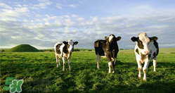 瑞哺恩有機嬰奶粉怎么樣？瑞哺恩有機嬰奶粉怎么沖？