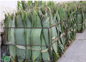 新鮮粽葉怎么處理？新鮮粽子葉怎樣處理？