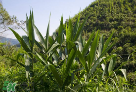 新鮮粽葉要煮嗎？新鮮粽葉煮多久？