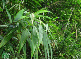 新鮮粽葉要煮嗎？新鮮粽葉煮多久？