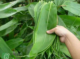 新鮮粽葉怎么包粽子？新鮮的粽葉可以直接包粽子嗎？