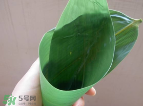 粽葉是什么植物的葉子？粽子葉是什么葉子？