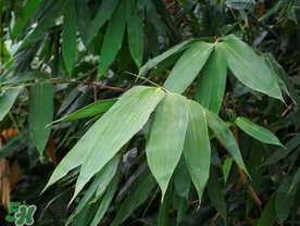 粽葉有什么用處？粽葉的功效與作用