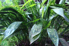 粽葉有什么用處？粽葉的功效與作用