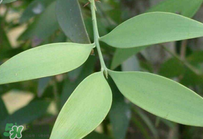 粽葉有什么用處？粽葉的功效與作用