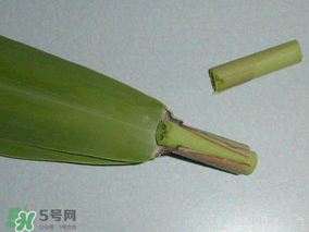 粽葉是蘆葦葉嗎？粽葉和蘆葦葉的區(qū)別