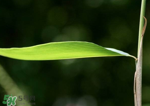 箬葉和粽葉有什么區(qū)別？箬葉是粽葉嗎？