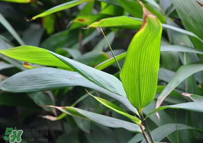 箬葉和粽葉有什么區(qū)別？箬葉是粽葉嗎？