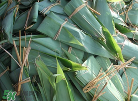 箬葉可以包粽子嗎？箬葉怎么包粽子？