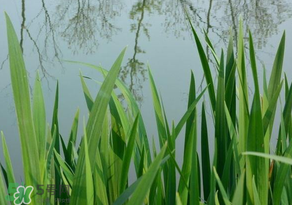 蘆葦葉可以包粽子嗎？蘆葦葉的功效與作用