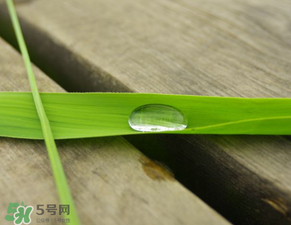 蘆葦葉怎么保存？蘆葦葉可以放冰箱嗎？