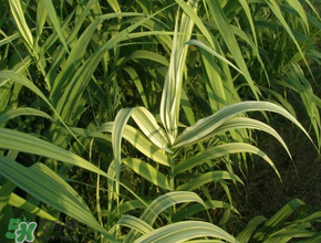 蘆葦葉怎么保存？蘆葦葉可以放冰箱嗎？